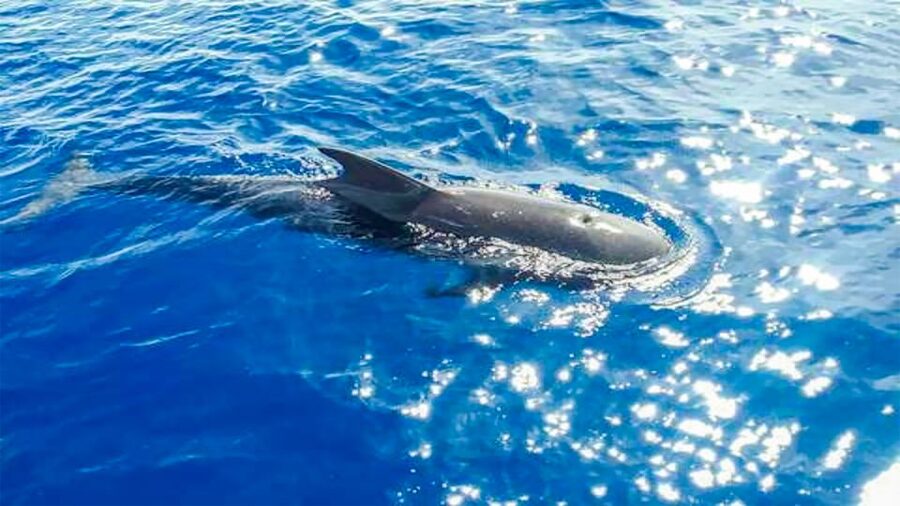 Whale and Dolphin Watching Sailing Tour – Los Gigantes (3H) - Is $76 good value for three hours?