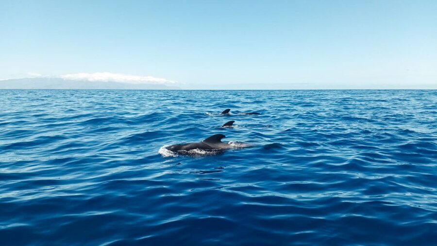 Whale and Dolphin Watching Sailing Tour – Los Gigantes (3H) - Looking for whales and dolphins in the Teno-Rasca Marine Reserve