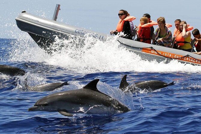 Whale and Dolphin Watching Tour from Funchal - Setting Out From Funchal’s São Martinho District