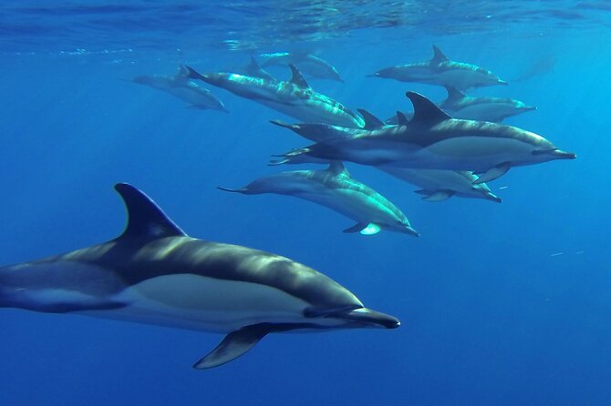 Whale and Dolphin Watching Tour from Funchal - A Short Marine Biology Briefing Before the Boat Ride