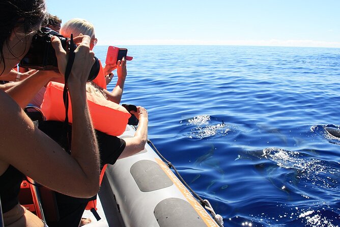 Whale and Dolphin Watching Tour from Funchal - Seasonal Snorkeling and the Possibility of Swimming