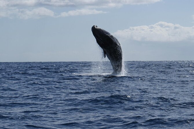Whale and Dolphin Watching Tour from Funchal - The Value of $58.07 for Two and a Half Hours