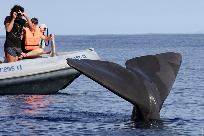 Whale and Dolphin Watching Tour from Funchal - Who Will Enjoy This Madeira Boat Trip Most