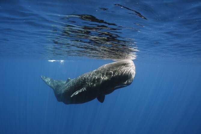 Whale and Dolphin Watching Tour from Funchal - Weather, Cancellation, and Practical Planning