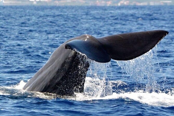 Whale and Dolphin Watching Tour from Funchal - What the Small Boat Means for Comfort