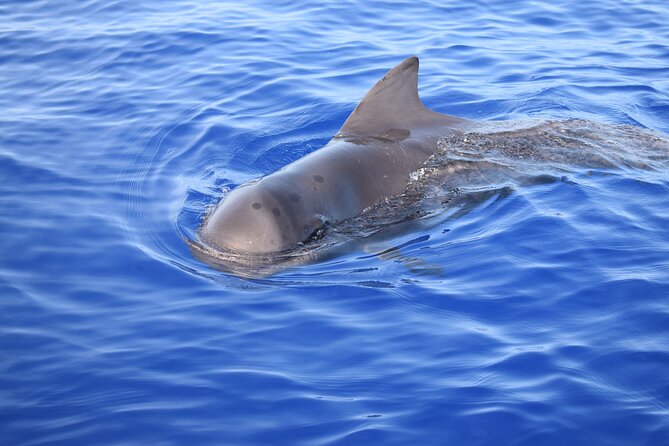 Whale and Dolphin Watching Tour in Madeira - Relaxing aboard Miranda on the return