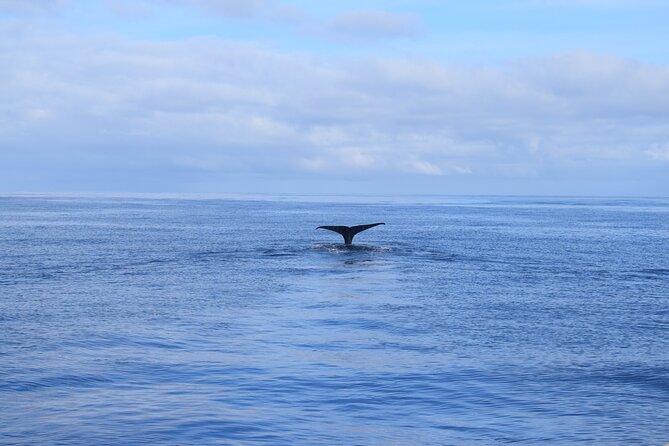 Whale and Dolphin Watching Tour in Madeira - What the $83.44 price buys you