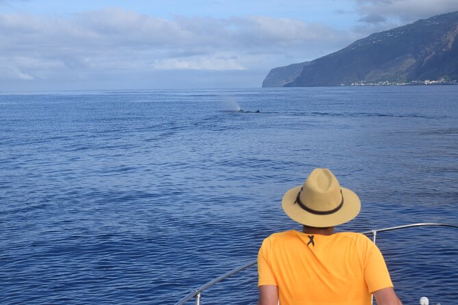 Whale and Dolphin Watching Tour in Madeira - Timing matters more than it first appears