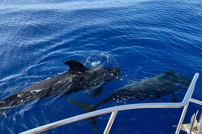Whale and dolphin watching tour Los Gigantes and Masca in small groups - Leaving Playa San Juan at 10:00 a.m.