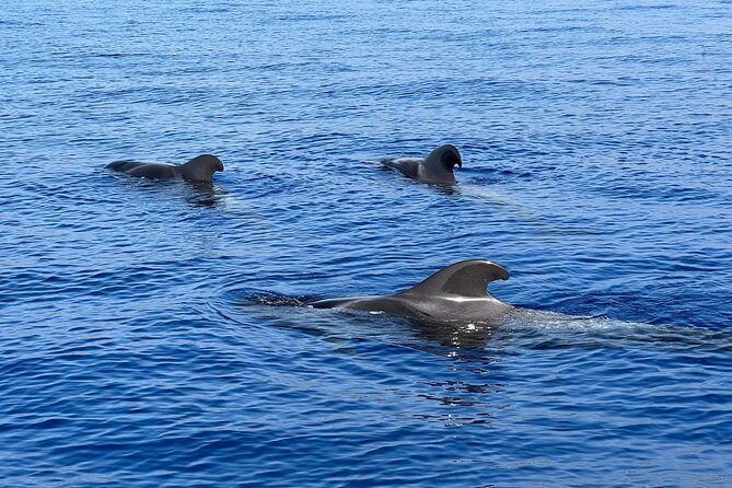 Whale and dolphin watching tour Los Gigantes and Masca in small groups - Seeing Los Gigantes from the ocean