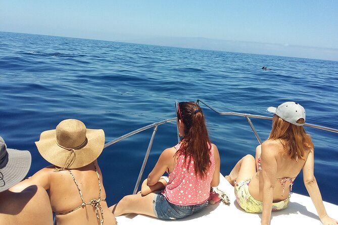 Whale and dolphin watching tour Los Gigantes and Masca in small groups - Searching Tenerife’s waters for whales and dolphins