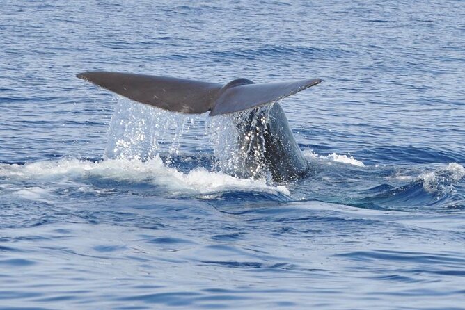Whale and Dolphin Watching Tour on Pico Island - Starting from Lajes do Pico for a three-hour sea trip