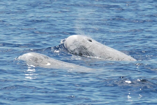 Whale and Dolphin Watching Tour on Pico Island - The personal touch at Alojamento Bela Vista