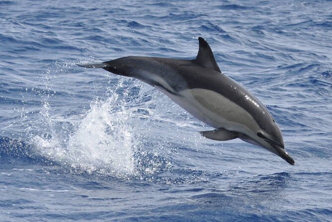 Whale and Dolphin Watching Tour on Pico Island - Is the $78.10 price good value?