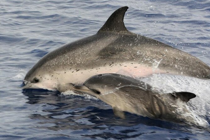 Whale and Dolphin Watching Tour on Pico Island - Weather, cancellation, and practical planning