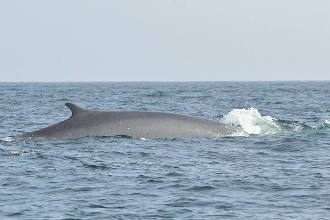 Whale and Dolphin Watching Tour on Pico Island - Who will enjoy this Pico tour most?