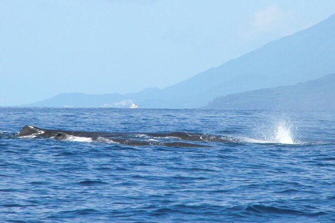 Whale and Dolphin Watching Tour on Pico Island - A strong choice for respectful wildlife watching