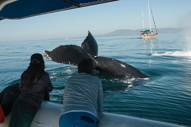 Whale and Dolphin Watching with a Biologist in Puerto Vallarta - Why the biologist changes the whale-watching experience