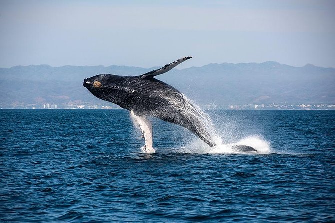 Whale and Dolphin Watching with a Biologist in Puerto Vallarta - Citizen science with a real purpose