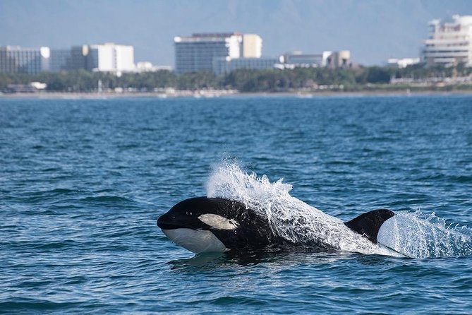 Whale and Dolphin Watching with a Biologist in Puerto Vallarta - Is the $105 price fair?