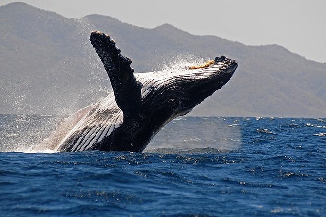 Whale and Dolphin Watching with a Biologist in Puerto Vallarta - Leaving Opequimar Centro Marino in Marina Vallarta