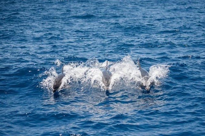 Whale and Dolphin Watching Yacht Trip in Puerto Colon - Watching pilot whales in the open sea