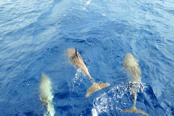 Whale and Dolphin Watching Yacht Trip in Puerto Colon - Drinks, baguettes, and the pace of the afternoon