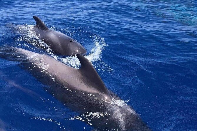 Whale and Dolphin Watching Yacht Trip in Puerto Colon - Language, timing, and practical details