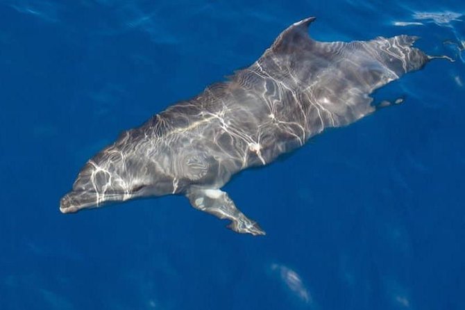 Whale and Dolphin Watching Yacht Trip in Puerto Colon - The run toward Tenerife’s whale waters