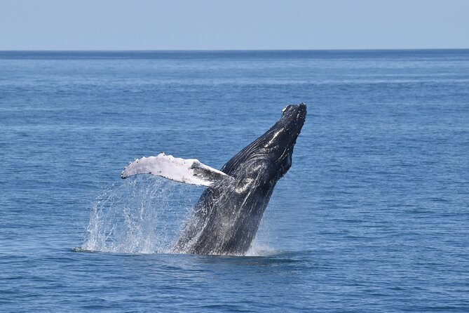 Whale Dolphin and Bird Watching Ecotour Cruise - From Schellenger Landing to the Atlantic