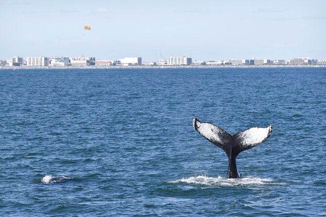 Whale Dolphin and Bird Watching Ecotour Cruise - Dolphins usually provide the action