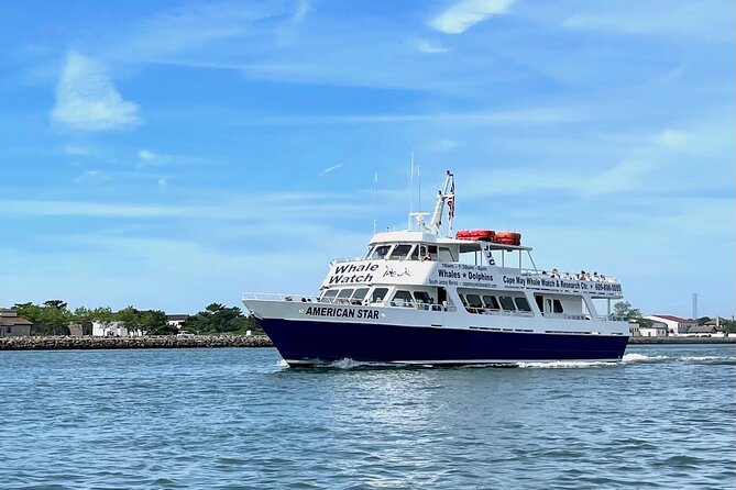Whale Dolphin and Bird Watching Ecotour Cruise - Whale watching with realistic expectations