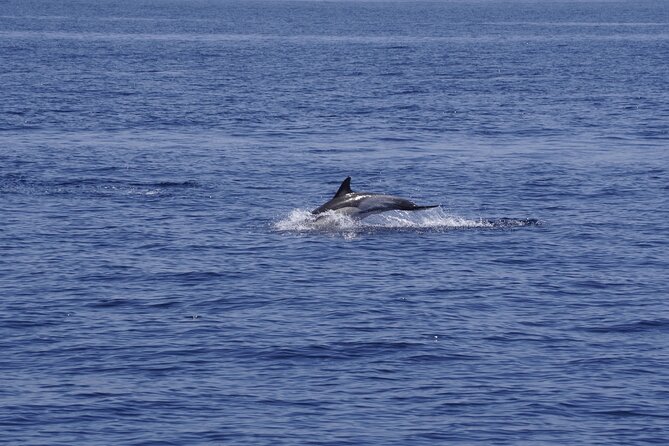 Whale & Dolphin Observation on Electric Sailing Boat in Denia - A quiet morning off the Dénia coast