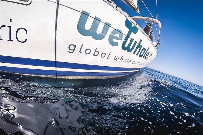 Whale & Dolphin Observation on Electric Sailing Boat in Denia - What the electric boat changes