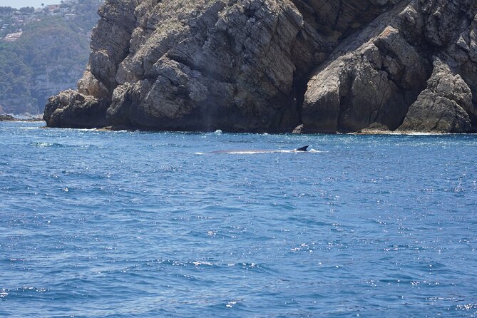 Whale & Dolphin Observation on Electric Sailing Boat in Denia - Sophia’s marine-life lesson