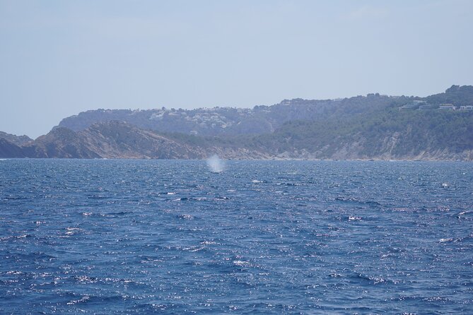 Whale & Dolphin Observation on Electric Sailing Boat in Denia - Who will enjoy this morning most
