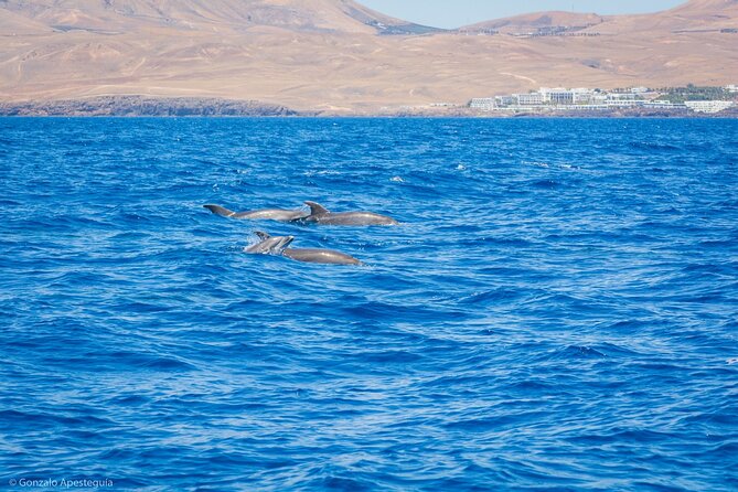 Whale & Dolphin Observation on Silent Catamaran with Hydrophone - Is $114.65 a fair price?