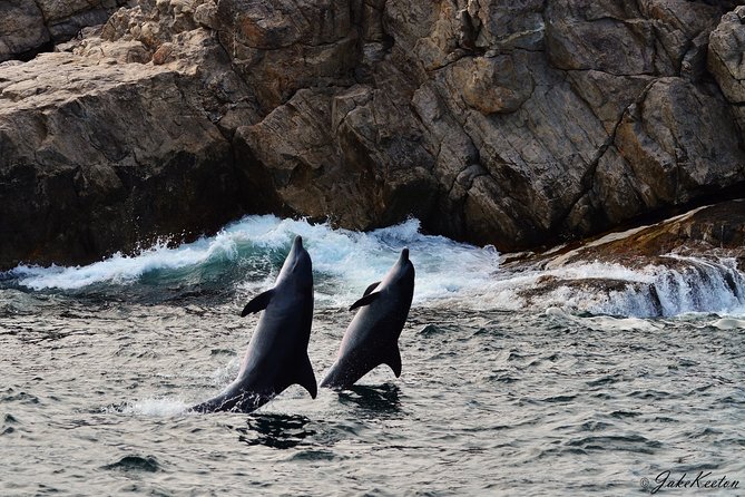 Whale, Dolphin & Penguin Island Cruise - Dolphins are the bay’s most reliable stars