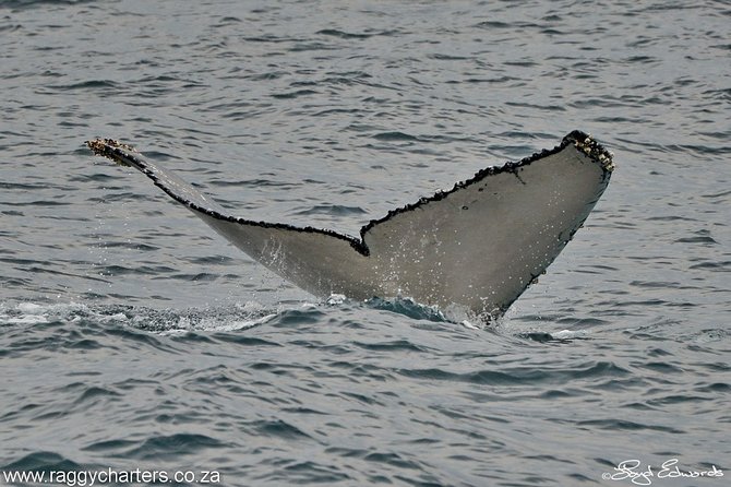 Whale, Dolphin & Penguin Island Cruise - Whale season brings the biggest surprises