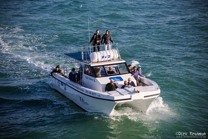 Whale, Dolphin & Penguin Island Cruise - Seals, sharks, and seabirds fill out the picture
