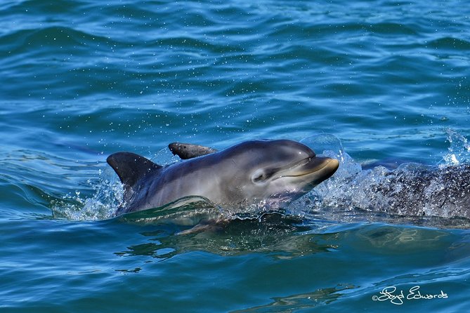 Whale, Dolphin & Penguin Island Cruise - What the small catamaran feels like on the water