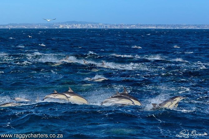 Whale, Dolphin & Penguin Island Cruise - Is $185.19 good value?