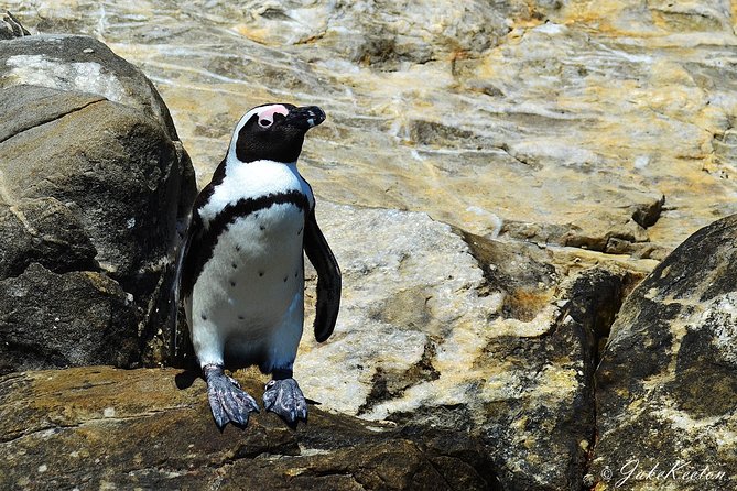 Whale, Dolphin & Penguin Island Cruise - St. Croix Island and the African penguins