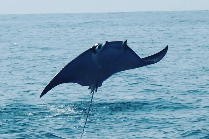 Whale & Dolphin Watching - Key points to know before you book