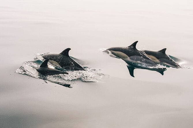 Whale & Dolphin Watching Boat Trip in Tenerife On a Sailing Boat (3 Hr) - Key points to know before you book