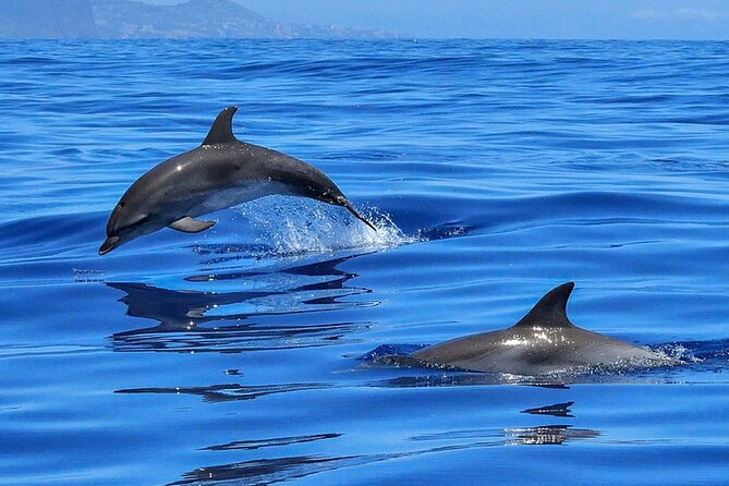 Whale & Dolphin Watching Boat Trip in Tenerife On a Sailing Boat (3 Hr) - Weather, cancellations, and practical expectations