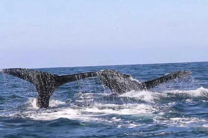 Whale & Dolphin Watching Cruise in Puerto Vallarta All Inclusive - Breakfast, lunch, and the open bar