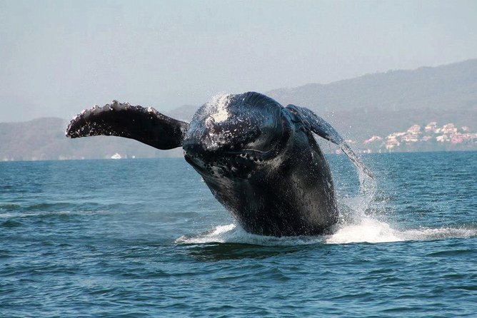 Whale & Dolphin Watching Cruise in Puerto Vallarta All Inclusive - The marine biologist and hydrophone