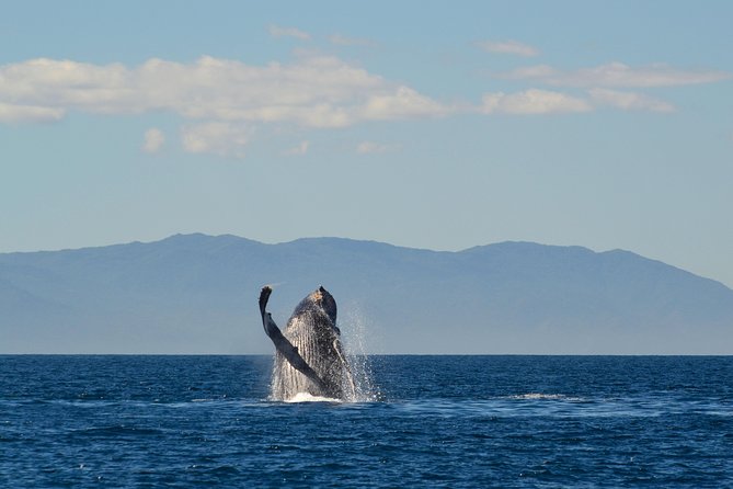 Whale & Dolphin Watching Cruise in Puerto Vallarta All Inclusive - How much value you get for $78.48
