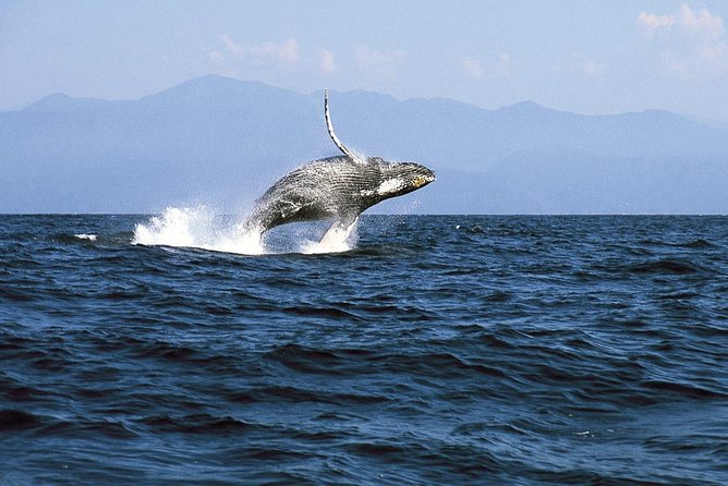 Whale & Dolphin Watching Cruise in Puerto Vallarta All Inclusive - Who should book this Puerto Vallarta cruise